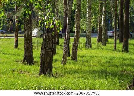 A glade with juicy fresh green grass between the trunks of pine and birch trees in the city park is brightly lit by the rays of the evening summer sunlight against the background of the road and cars.