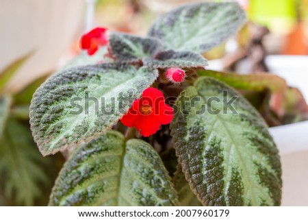 photo of very beautiful Episcia cupreata flower, with small red flowers