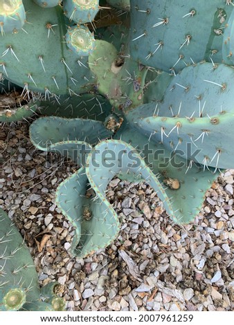 Desert Cactus Folding leaves Picture