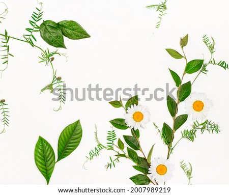 composition of green leaves and daisies on a white background