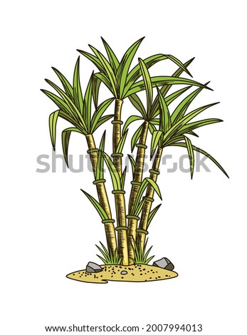 Cane sugar. Sugarcane plant. Engraving hand drawn natural organic food or natural ingredient. Fresh sugar bamboo