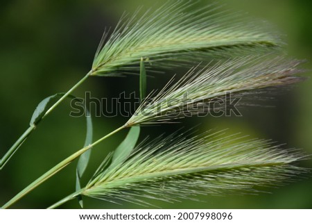 Three green ears of cereal on a dark background