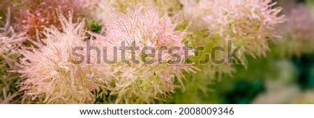 Cotinus Coggygria (rhus cotinus) plant with soft pink flowers. European smoketree blossoms. Skumpiya tanning pale pink bloom, closeup. Banner.