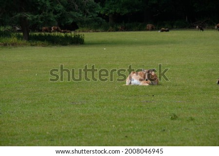 a fallow deer lies in the meadow