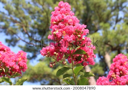 Lagerstroemia Crapemyrtle Flowering Tree Inflorescence Pink Image Close-up Aesthetic Picture Background Wallpaper