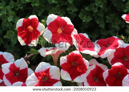 Petunia Variegated Star Flower Garden Efflorescence Pink Red White Purple