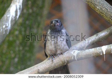 a Western or Eurasian Jackdaw, bird of the crow family