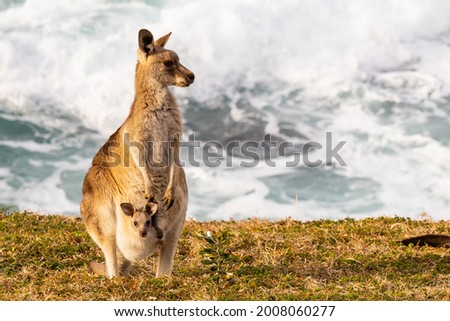 Eastern Grey Kanagroos on Australia's East Coast