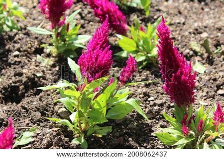 Dragon's Breath Celosia Flower Efflorescence Pink Red White Purple Blossoming in the Wind in the Spring During the Day