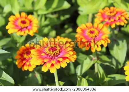 Sunflower Zinnia Yellow Orange Pink Green Red Flowers Glowing Bright in the Sun in the Spring