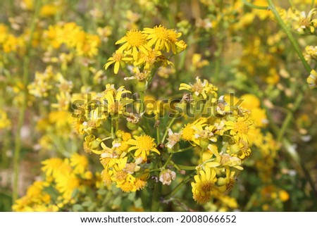 Multicolored White Red Green Yellow Wildflowers Background Photos and Texture Stock Nature Flower Garden