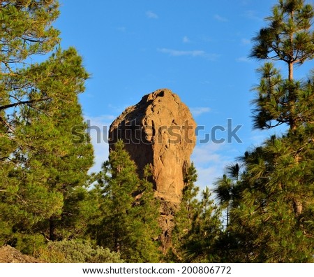Roque Nublo, pines and blue sky background, Gran canaria, Canary islands