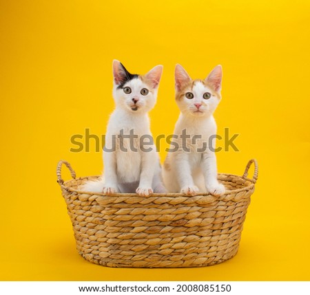 Two kittens in a basket with yellow background
