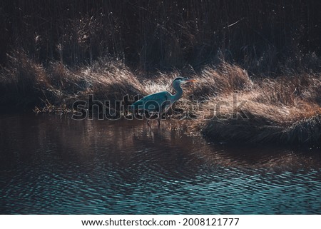 A single Blue Heron stands in Water, Reed Grass in Background, moody Look, plenty Copy Space