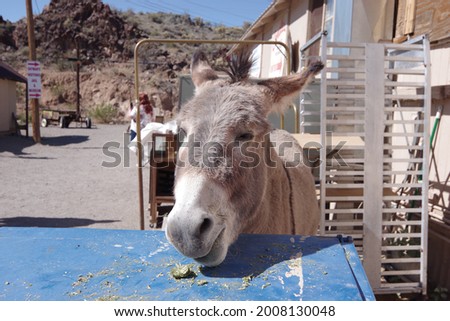 Burros in Oatman, Arizona. Located on historic U.S. Route 66. Royalty-Free Stock Photo #2008130048