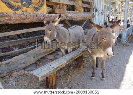 Burros in Oatman, Arizona. Located on historic U.S. Route 66. Royalty-Free Stock Photo #2008130051