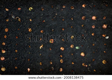 on wet black ground garden bed rows of seeds of bulbous plants top view 