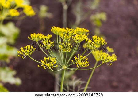 flower of umbellate plant dill in macro photography against the background of black garden ground 