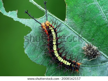 Caterpillar is the larva of a butterfly or moth