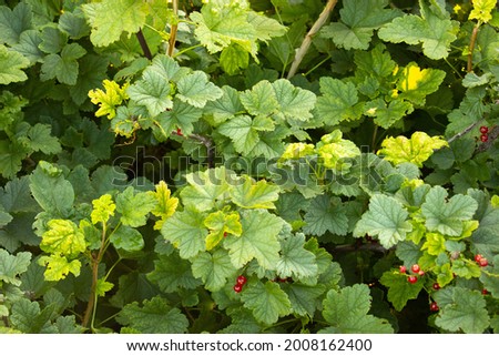 background space filled with green fresh leaves of red currant bush. Some branches have red ripe berries 