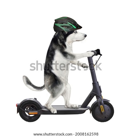 A dog husky in a bicycle helmet is riding a black electric scooter. White background. Isolated.
