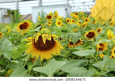 the beauty of sunflowers in a garden