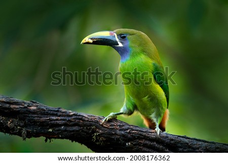 Toucan, green bird sitting on the branch. Blue-throated Toucanet, Aulacorhynchus caeruleogularis, green toucan in the nature habitat, mountains in Costa Rica. Wildlife scene from tropic forest. 