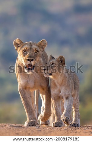 Lioness and Cub Have an Endearing Moment