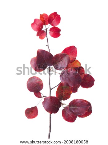 Venetian Sumach ( European Smoketree) branch with autumn leaves  isolated on a white background. Cotinus coggygria.  Selective focus. Royalty-Free Stock Photo #2008180058