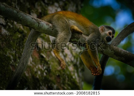 monkey in the wild, Costa Rica