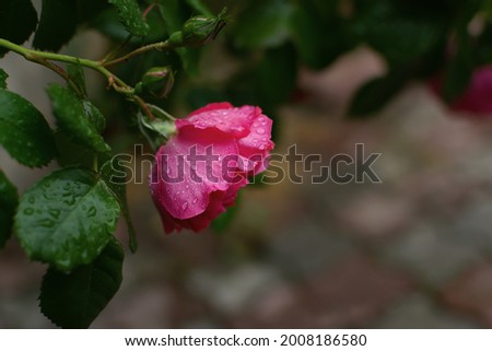 Rose rose bush close-up in the garden. A bud of a delicate crimson rose in raindrops. Blurred background of foliage and paths. Beautiful rose garden. The concept of fragility and freshness. Copy space