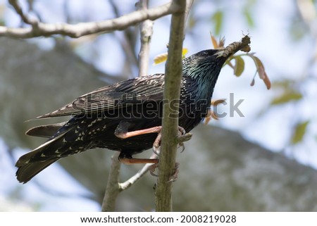 Mother starling with insects in it beak.	
