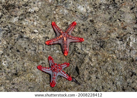 red star on a coral reef at high tide of the sea 