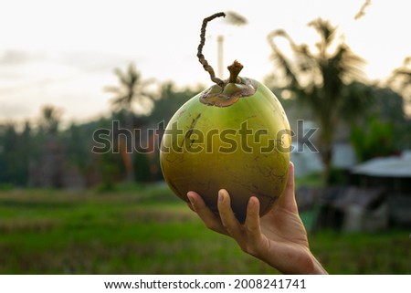 Coconut in husk with green and yellow skin in a had at sunset. Slightly backlit. Fresh coconut water in Bali, Indonesia.