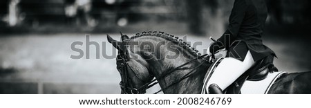 Dressage horse partial section with rider, photo of the top line of the neck with a plaited mane in black and white.
