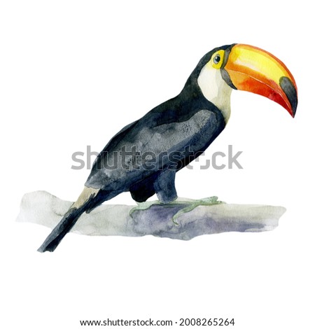 Watercolor illustration toucan. Tropical bird, hand drawn in watercolor.