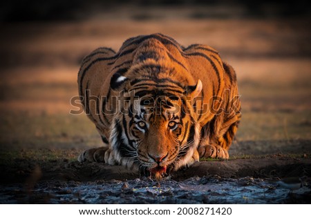 A Huge Male Tiger Quenches His Thirst 