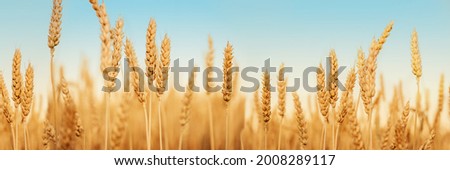 Wheat field against blues sky at late summer harvest time, golden yellow wheat spikes in the crop field summer agricultural background Royalty-Free Stock Photo #2008289117
