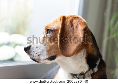 Close up on a beagle dog in an appartement interior  