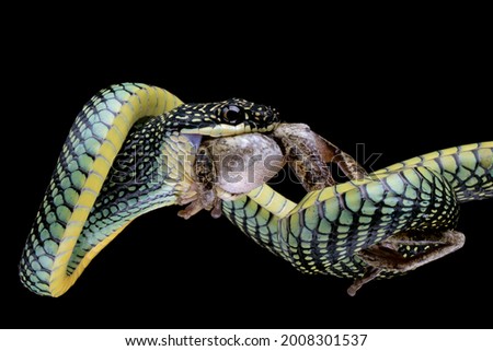 Flying snake eating a tree frog on black background, Flying snake ''Chrysopelea''