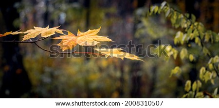 Yellow maple leaves on a tree in a dark autumn forest