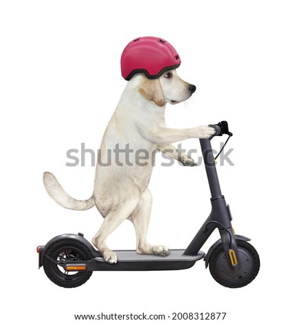A dog labrador in a bicycle helmet is riding a black electric scooter. White background. Isolated.