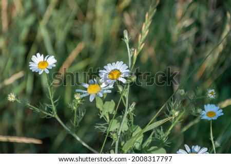 Daisy in a lawn. White chamomiles on green grass background. Daisy Meadow.
