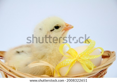 One small fluffy newborn chick is sitting in an egg basket with yellow bow on white background with copy space. Concept of Easter holiday, newborn, poultry farm.