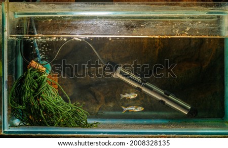 A breeding setup for a pair of Celebes Rainbow (Marosatherina ladigesi) with sponge filter, heater and spawning mop  Royalty-Free Stock Photo #2008328135