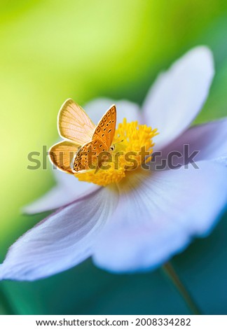 Beautiful white flower anemones in fresh spring morning on nature and orange butterfly on green background, macro with soft focus. Elegant amazing artistic image.