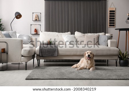Adorable Golden Retriever dog in living room Royalty-Free Stock Photo #2008340219