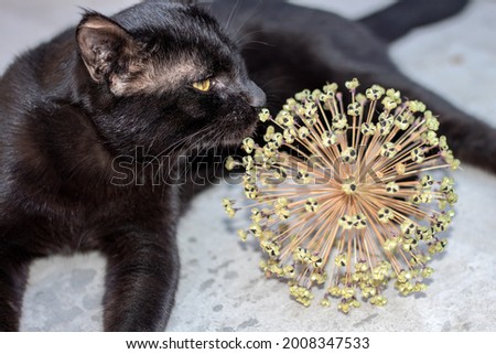 black cat sniffing round plant
