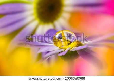 flower with rain drop - macro photography