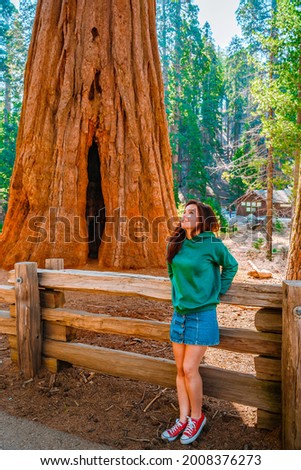 A charming young woman with a backpack walks among giant trees in the forest in Sequoia National Park, USA